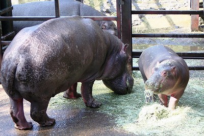 20100228hippo2.jpg