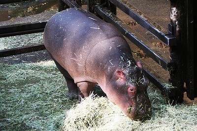 20100228hippo3.jpg