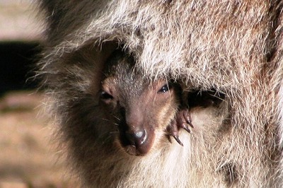 20100228wallaby2.jpg