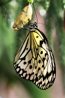 20101205oogoma.jpg
