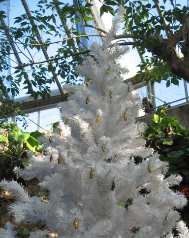 20101205tree.jpg