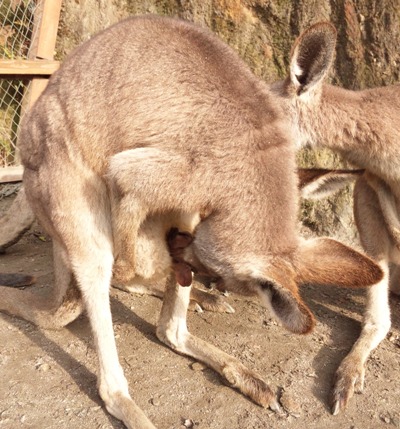 20101218kangaru.JPG