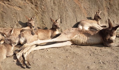 20101218kangaru1.JPG