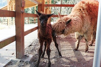 20110417alpaca01.jpg