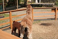 20110425 (28)moko.jpg