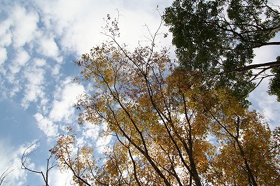 20111104autumn.jpg