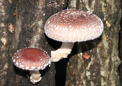 20111104siitake3.jpg