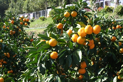 20111107mikan.jpg