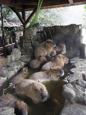 20111123capybarahotspring.jpg