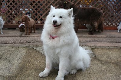 20120309dog2.jpg