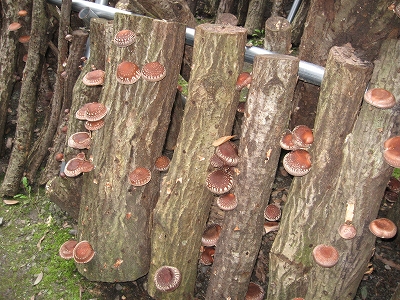 20120315siitake3.jpg