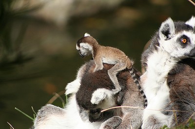 20120406ring-tailed lemur.jpg