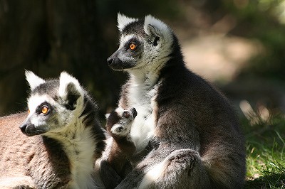 20120406ring-tailed lemur1.jpg