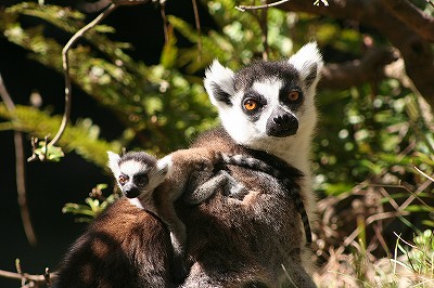 20120406ring-tailed lemur2.jpg