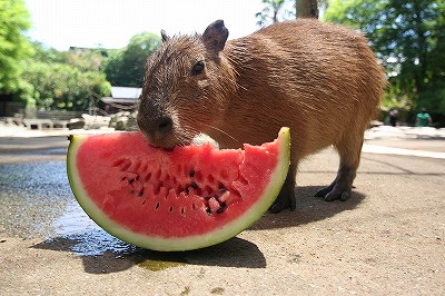 20120727capywatermelon.jpg