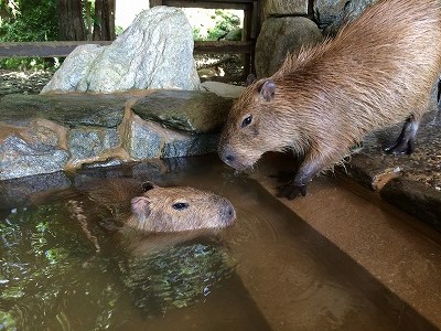 20140728cold-waterbath.jpg