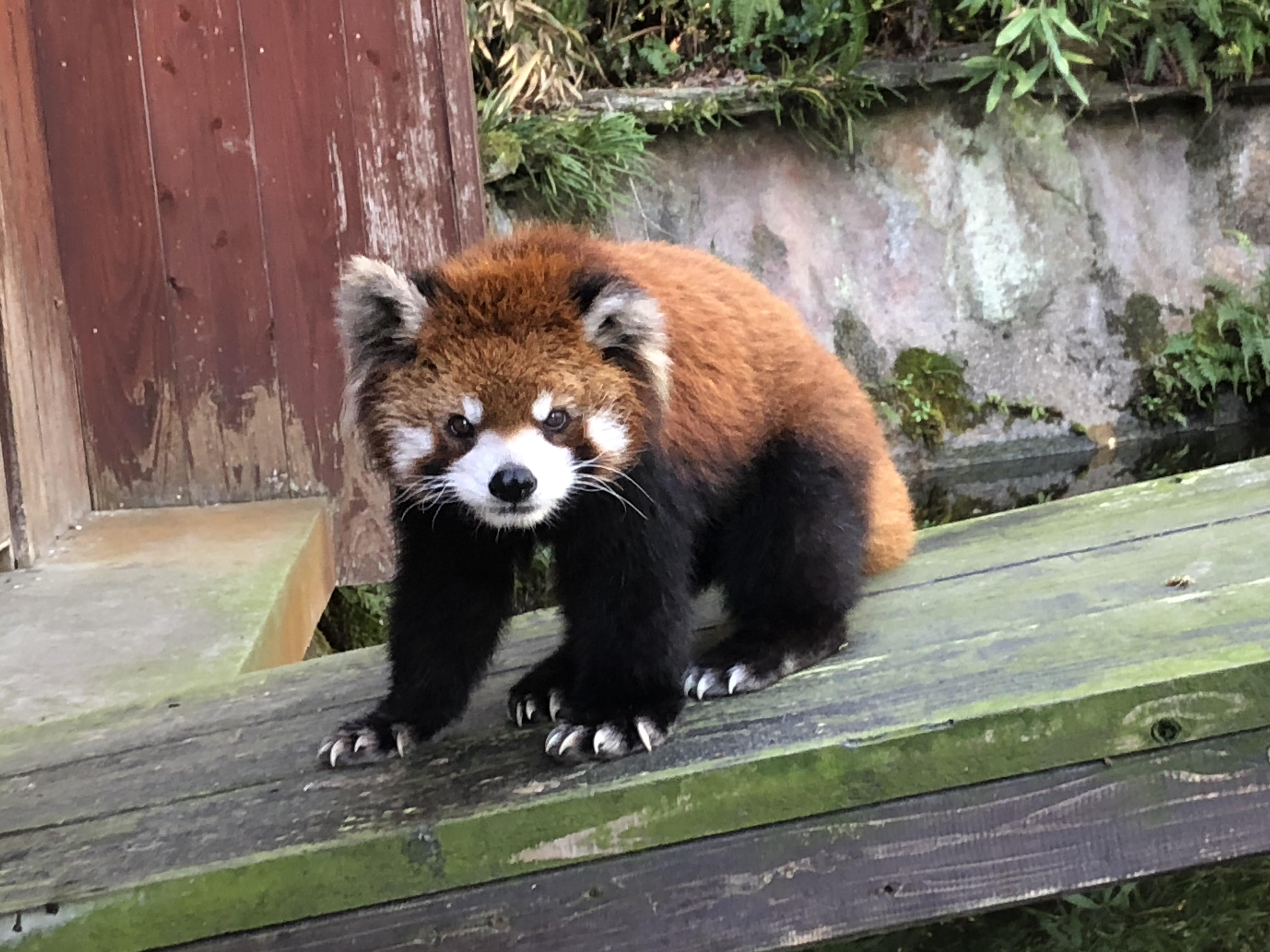 レッサーパンダのシイが死亡しました 長崎バイオパーク Zooっと近くにふれあえる九州の動物園 植物園