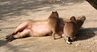 gorogoro20090322.JPG