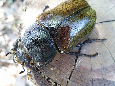 ファーブル伊藤の生き物日記「雌雄型のオオクワガタ登場！」 ｜ 長崎