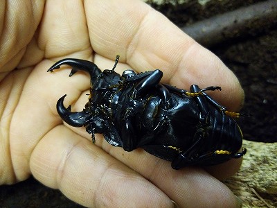 ファーブル伊藤の生き物日記「雌雄型のオオクワガタ登場！」 ｜ 長崎