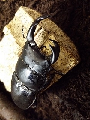 ファーブル伊藤の生き物日記「雌雄型のオオクワガタ登場！」 ｜ 長崎
