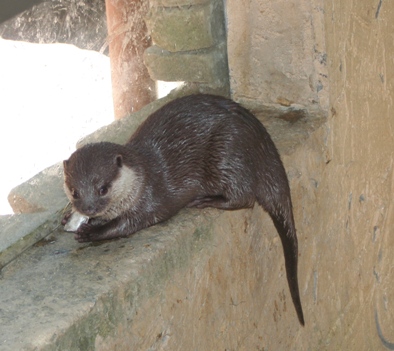 otter081017.JPG