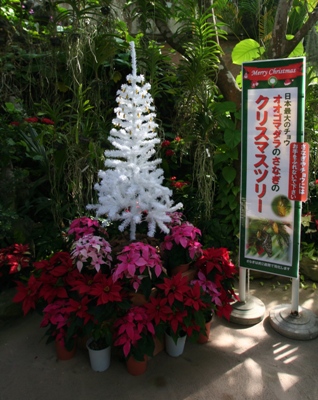 tree20111126.jpg