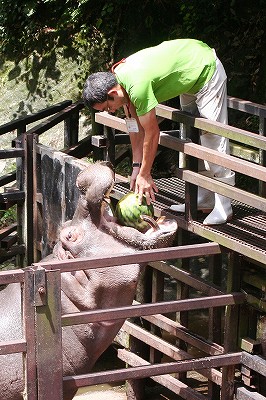 20110705suikamarugoto1.jpg