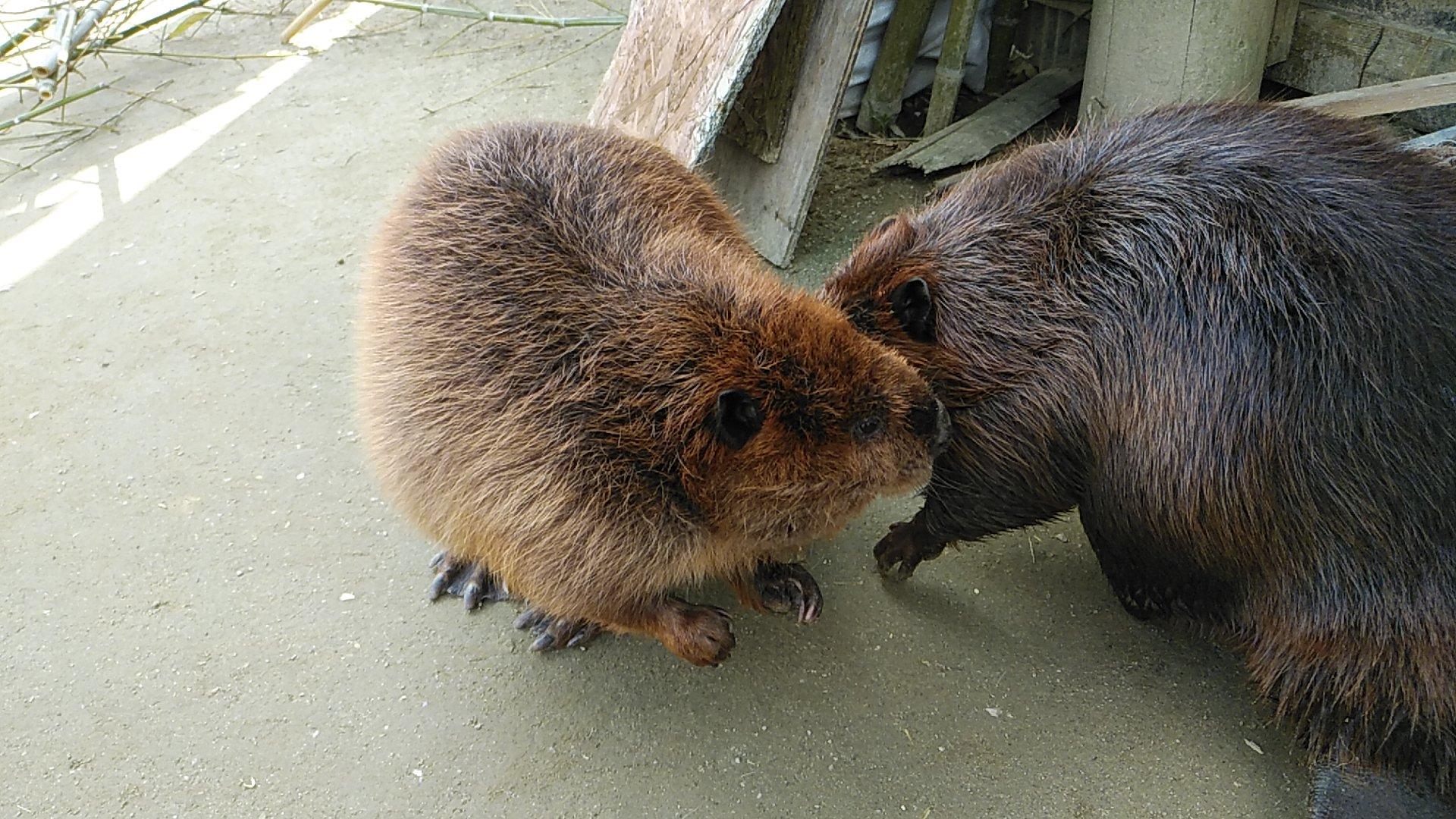 仲良く巣材探し トリアスふれあい動物園 福岡icから車で10分の長崎バイオパークサテライトzoo