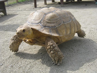 20110805rikugame01.jpg