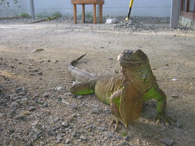 20110825iguana02.jpg