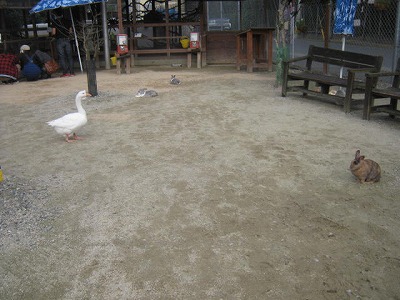 20111006usagi.jpg