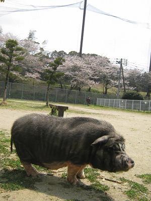 20120409buta2.jpg