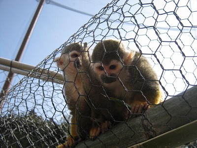 20130223risuzaru02.jpg