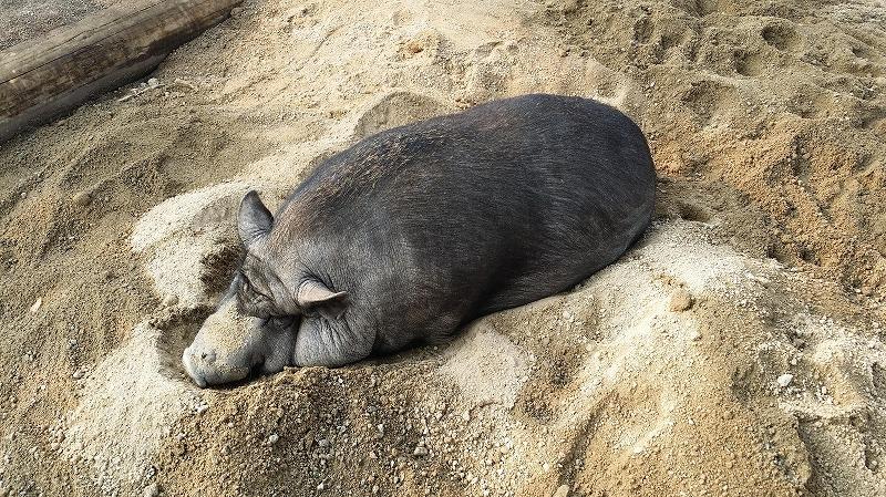 20160729_pig.jpg